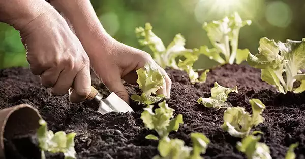 propiedades de la lechuga