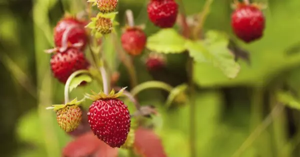 fresas-del-bosque