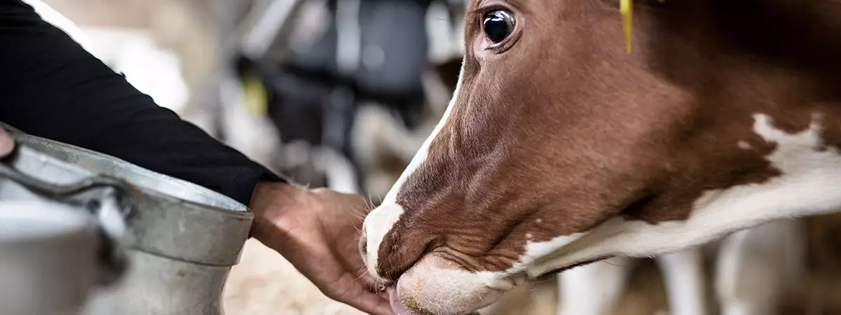 criticas sobre la leche